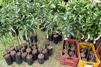 Emater abre pedido de mudas frutíferas