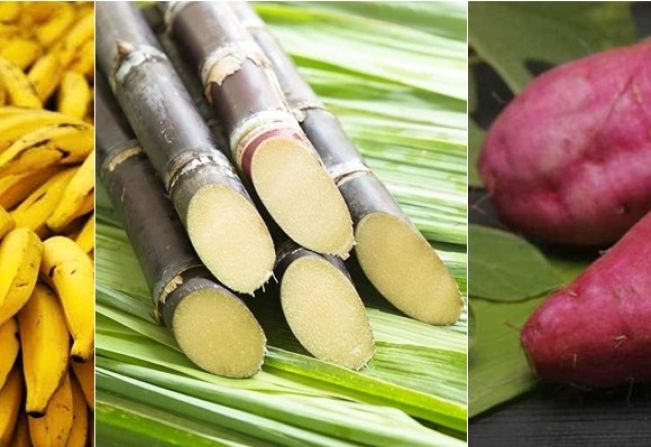 Emater e Agricultura abrem prazo de encomenda de mudas de batata-doce, capim-elefante, bananeira, cana-de-açúcar e eucalipto